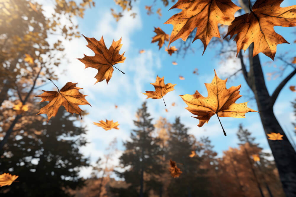 Septembre se pare des premières couleurs de l'automne. Ecoutez la sélection musicale MissFeat pour cette fin d'été 