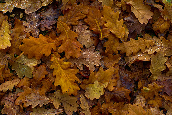 Releaf recycle les feuilles mortes pour en faire des emballages papiers. un procédé unique au monde, eco-responsable.