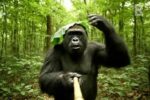 Gorillox, un gorille tenant une perche à selfie dans une forêt, personnage humoristique et poétique de l’univers Razobik créé par Gaël Roques.